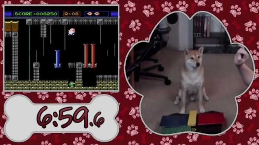 狗都比你會玩!一隻柴犬將參加2024年美國遊戲速通大賽