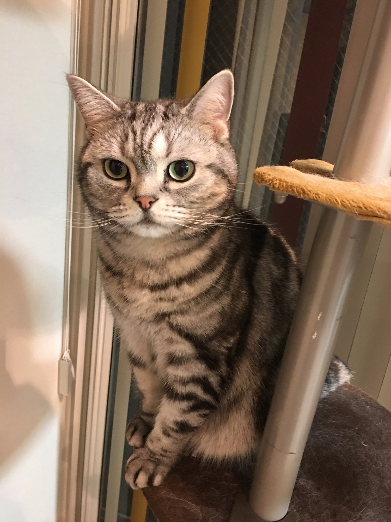 濱口直樹的小私心!《FF7重製版》中加入自己的寵物貓 濱口直樹的小私心!《FF7重製版》中加入自己的寵物貓