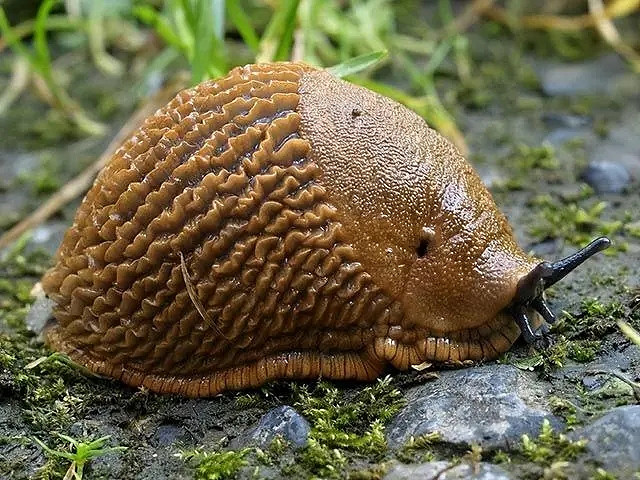 小蟲子的髮型像雷達！27張大漲姿勢的“活久見”照片