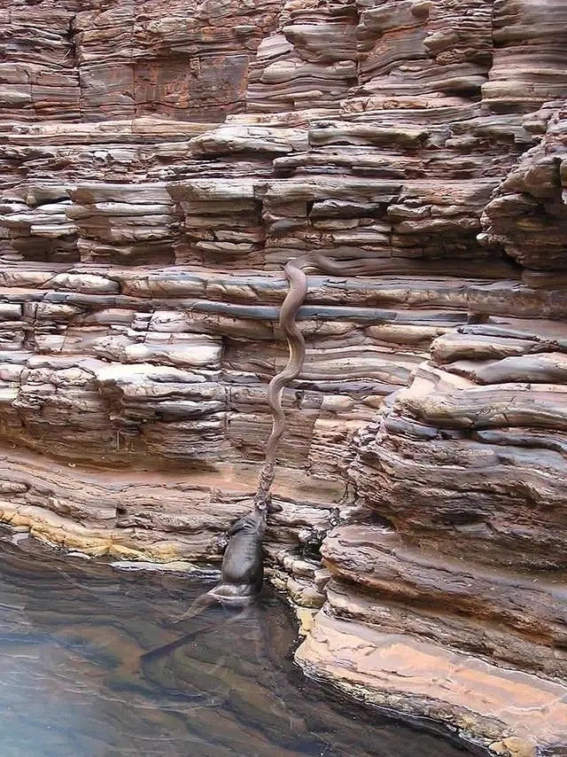 小蟲子的髮型像雷達！27張大漲姿勢的“活久見”照片