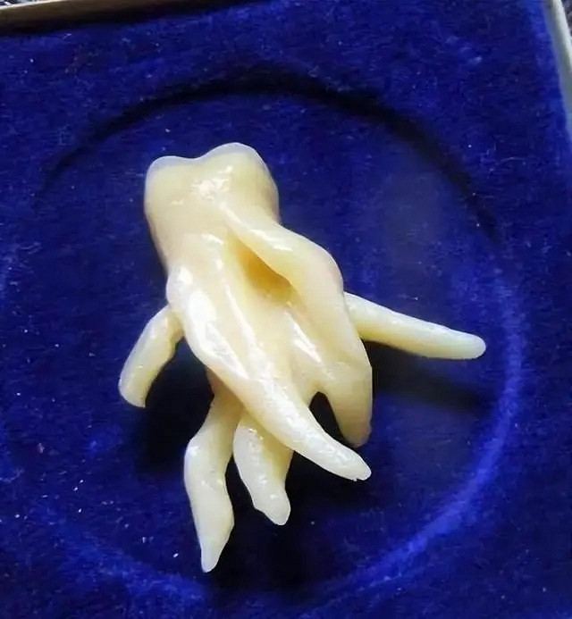 小蟲子的髮型像雷達！27張大漲姿勢的“活久見”照片