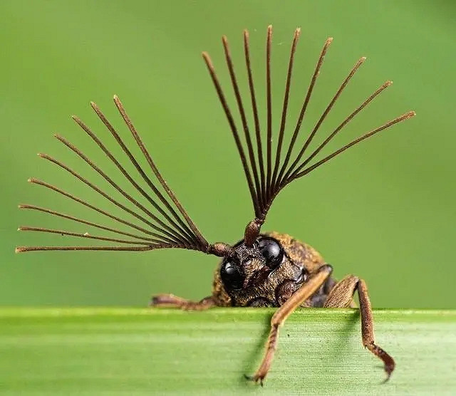 小蟲子的髮型像雷達！27張大漲姿勢的“活久見”照片