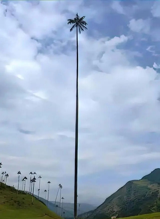 小蟲子的髮型像雷達！27張大漲姿勢的“活久見”照片