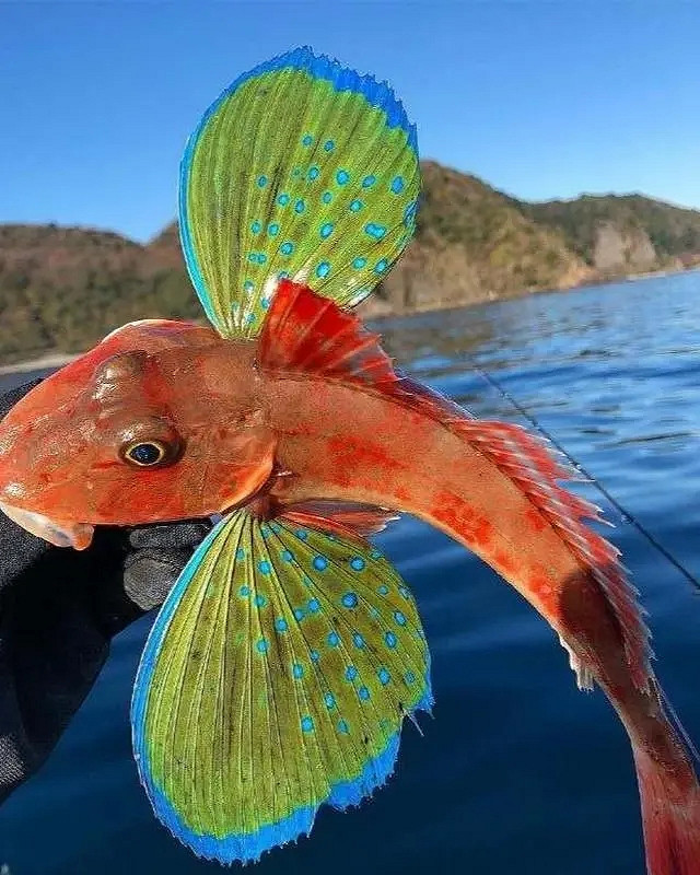 小蟲子的髮型像雷達！27張大漲姿勢的“活久見”照片