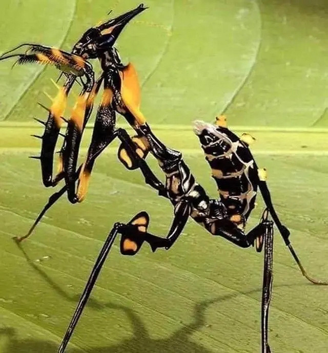 小蟲子的髮型像雷達！27張大漲姿勢的“活久見”照片