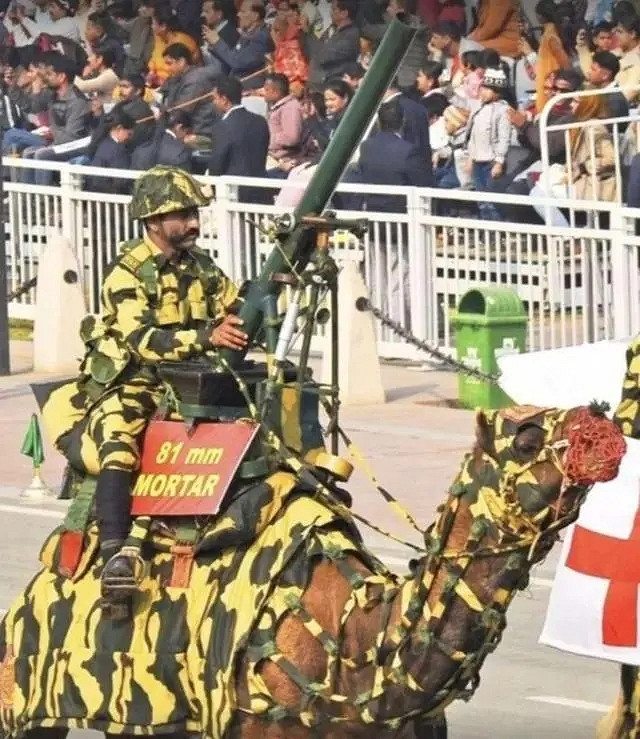 小蟲子的髮型像雷達！27張大漲姿勢的“活久見”照片