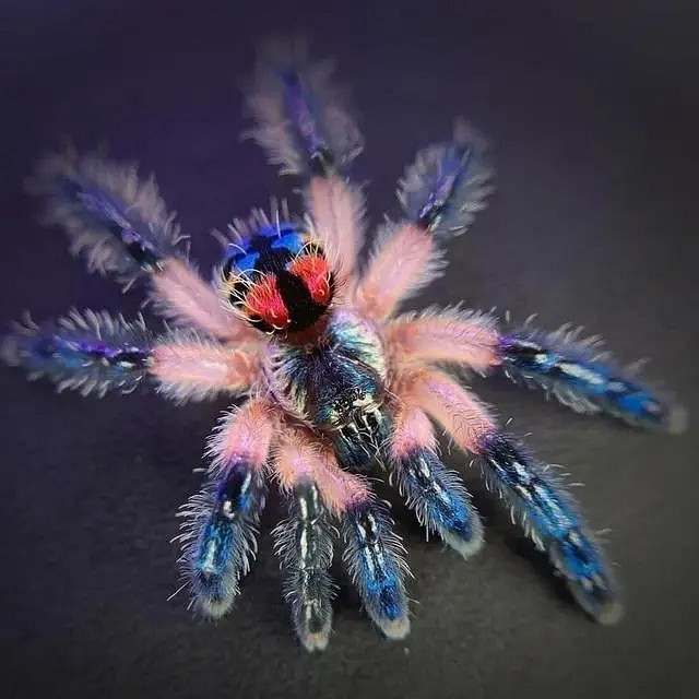 小蟲子的髮型像雷達！27張大漲姿勢的“活久見”照片