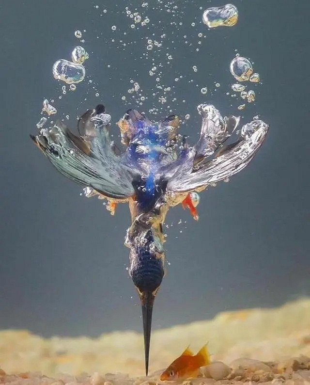 小蟲子的髮型像雷達！27張大漲姿勢的“活久見”照片