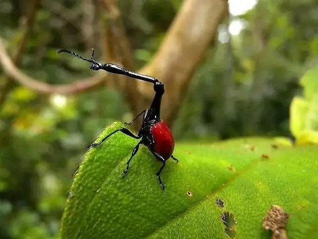 小蟲子的髮型像雷達！27張大漲姿勢的“活久見”照片