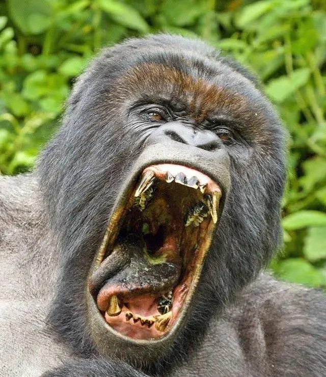 小蟲子的髮型像雷達！27張大漲姿勢的“活久見”照片