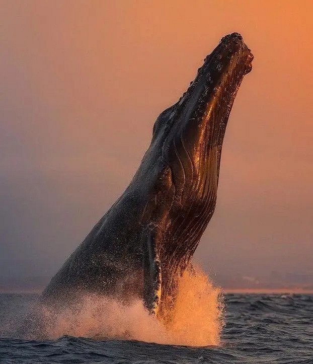 小蟲子的髮型像雷達！27張大漲姿勢的“活久見”照片