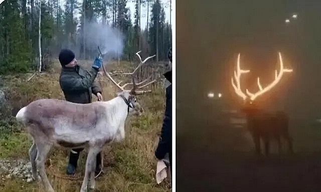 小蟲子的髮型像雷達！27張大漲姿勢的“活久見”照片