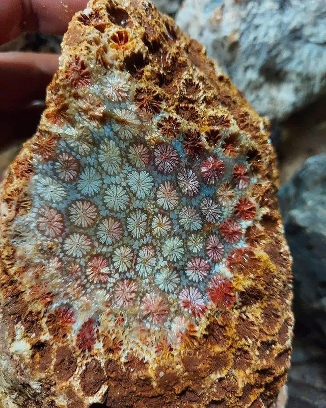 小蟲子的髮型像雷達！27張大漲姿勢的“活久見”照片