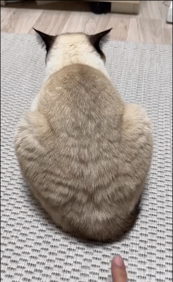 壓力大看看大胸主播怎麽了 動圖 差點就斷子絕孫了