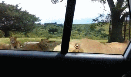 壓力大看看大胸主播怎麽了 動圖 差點就斷子絕孫了