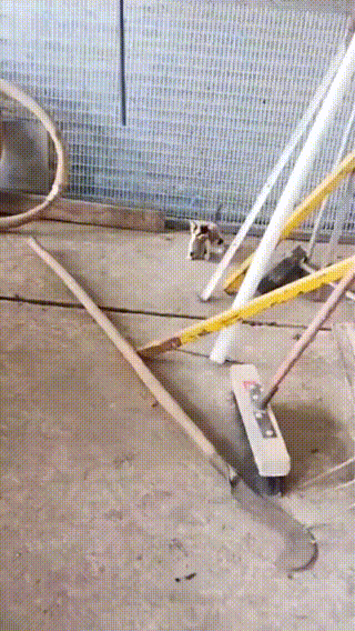 壓力大看看大胸主播怎麽了 動圖 差點就斷子絕孫了