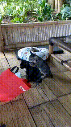 壓力大看看大胸主播怎麽了 動圖 差點就斷子絕孫了