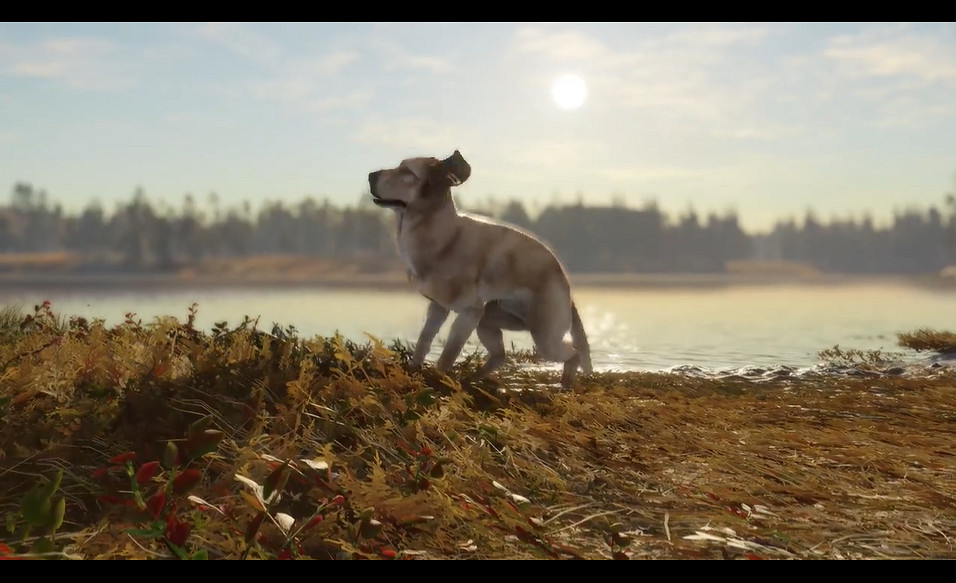 《獵人野性的呼喚》新DLC拉布拉多尋回犬發售 預告賞