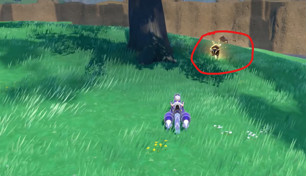 《寶可夢朱紫》肯泰羅捕獲位置介紹