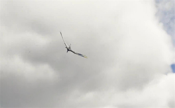 《阿凡達潘朵拉邊境》黑雲壓城支線任務攻略