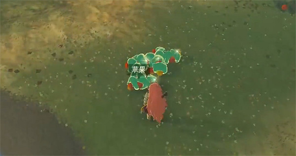 《塞爾達傳說:王國之淚》蘋果大量採集方法 《塞爾達傳說:王國之淚》蘋果大量採集方法