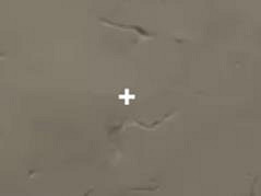 《valorant》準星設定推薦一覽 《valorant》準星設定推薦一覽