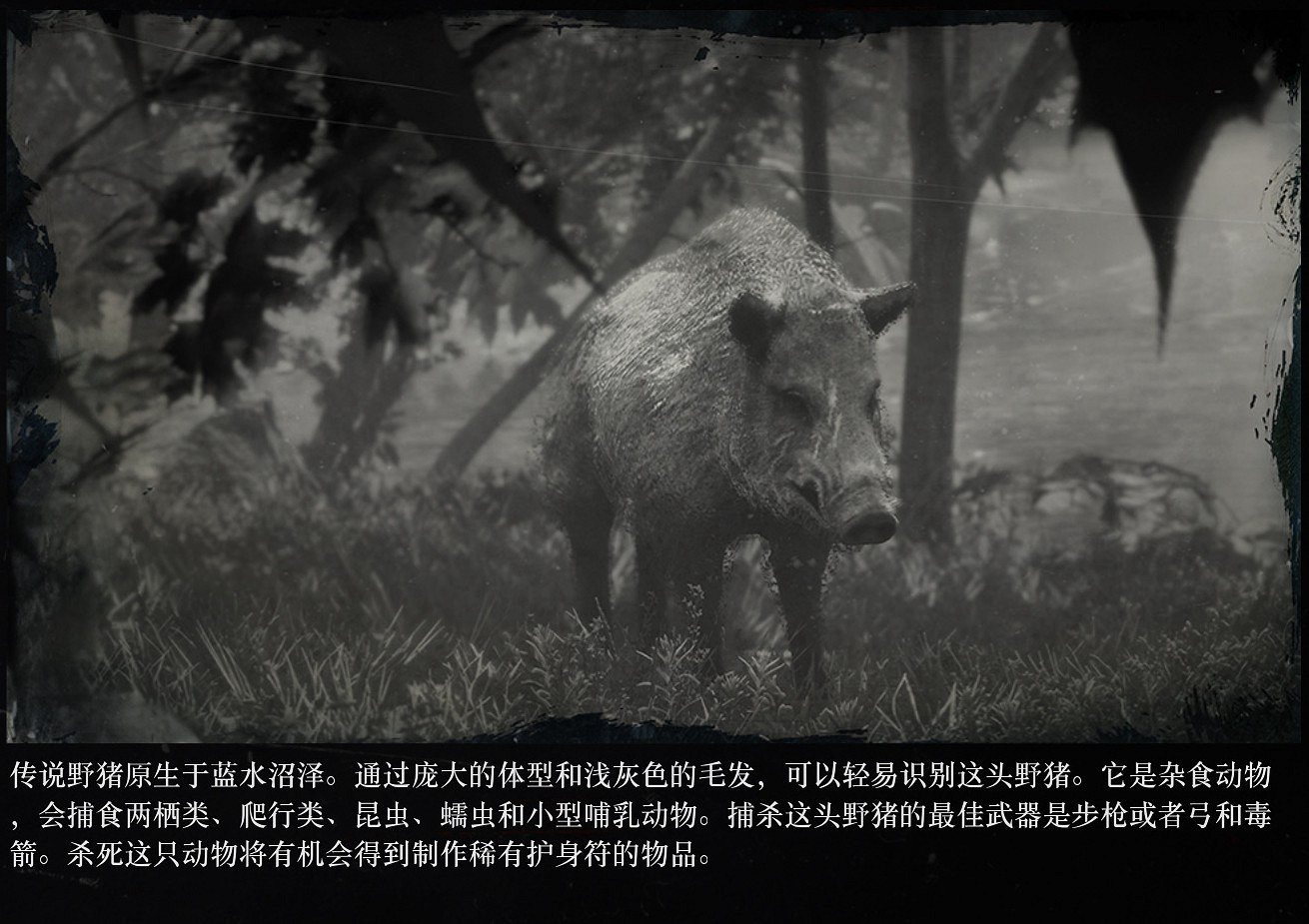 《荒野大嫖客2》傳說野豬位置分享