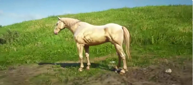 《荒野大鏢客2》布埃馬獲取攻略