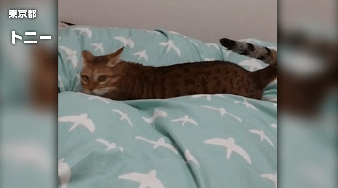 《Nyaaaanvy》2月22日登陸Steam/Switch 貓咪大亂鬥