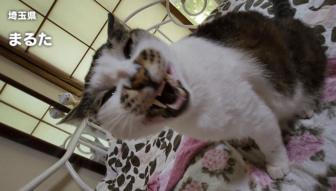 《Nyaaaanvy》2月22日登陸Steam/Switch 貓咪大亂鬥