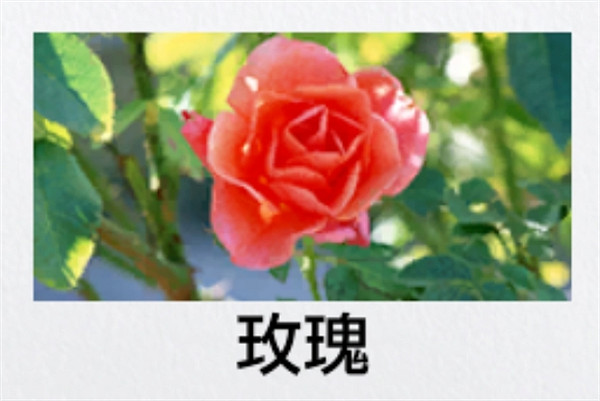 《人中之龍8》園藝測驗答題攻略 《人中之龍8》園藝測驗答題攻略