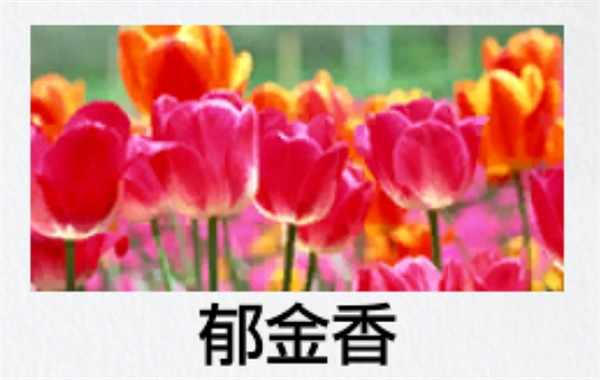 《人中之龍8》園藝測驗答題攻略 《人中之龍8》園藝測驗答題攻略