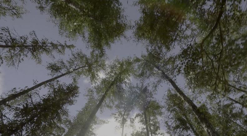 《森林之子》程式碼大全一覽