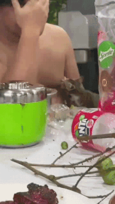 在地鐵上脫鞋鞋被踢下車 動圖 小貓把男子當媽狂吸奶