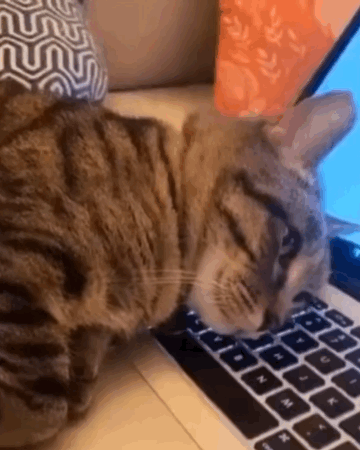 在地鐵上脫鞋鞋被踢下車 動圖 小貓把男子當媽狂吸奶