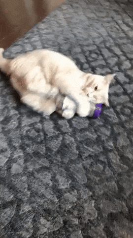 在地鐵上脫鞋鞋被踢下車 動圖 小貓把男子當媽狂吸奶