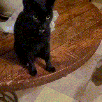 在地鐵上脫鞋鞋被踢下車 動圖 小貓把男子當媽狂吸奶