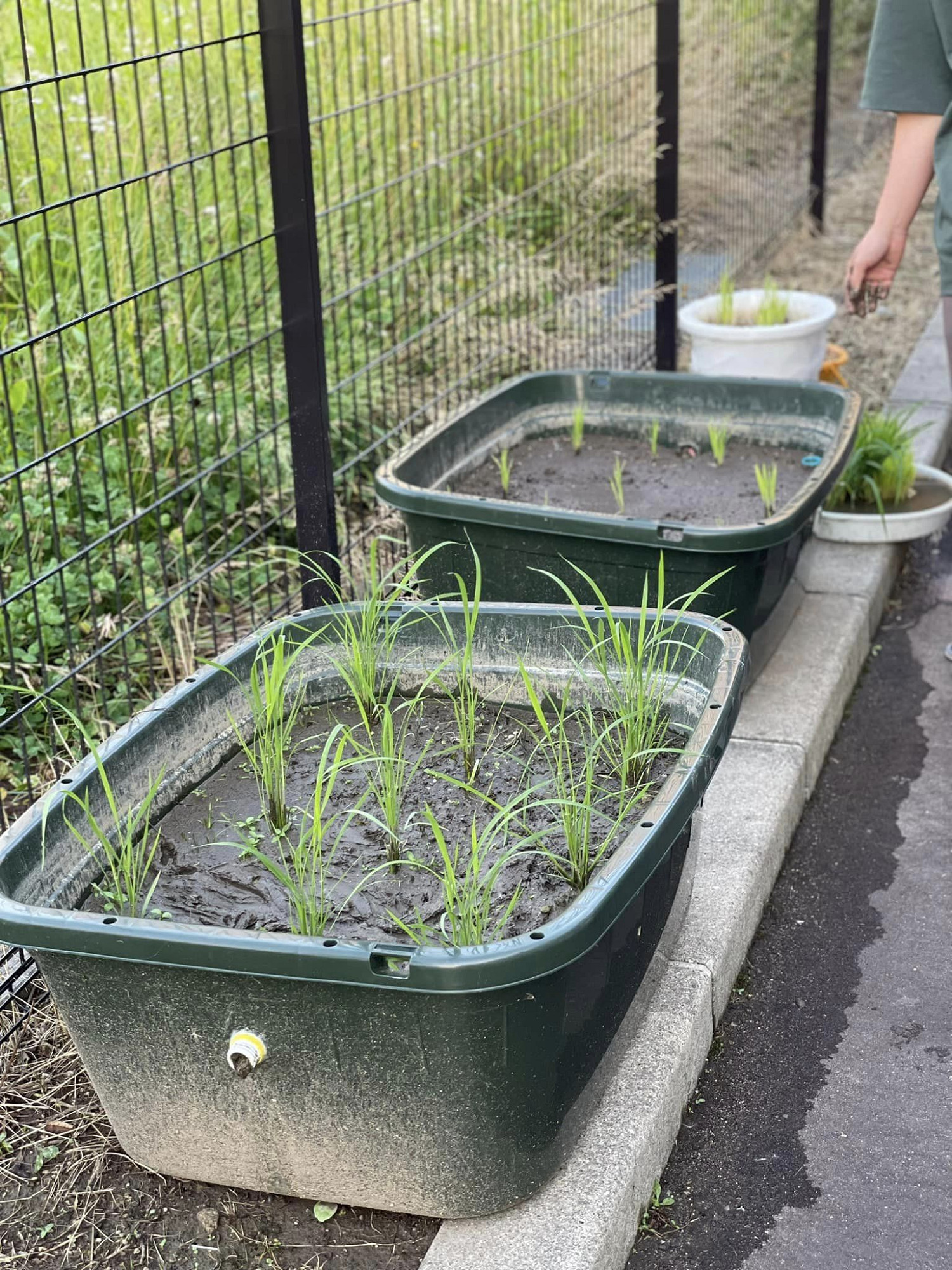 《天穗之咲稻姬》動畫化！先導PV 海報 聲優陣容公開