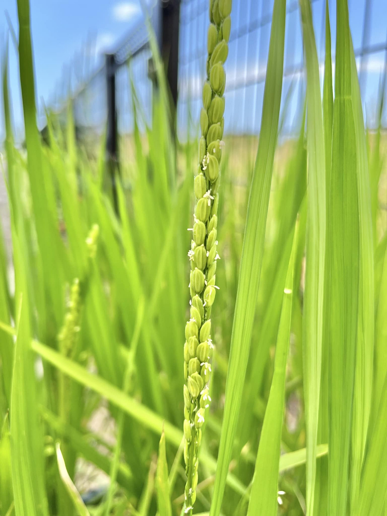 《天穗之咲稻姬》動畫化！先導PV 海報 聲優陣容公開