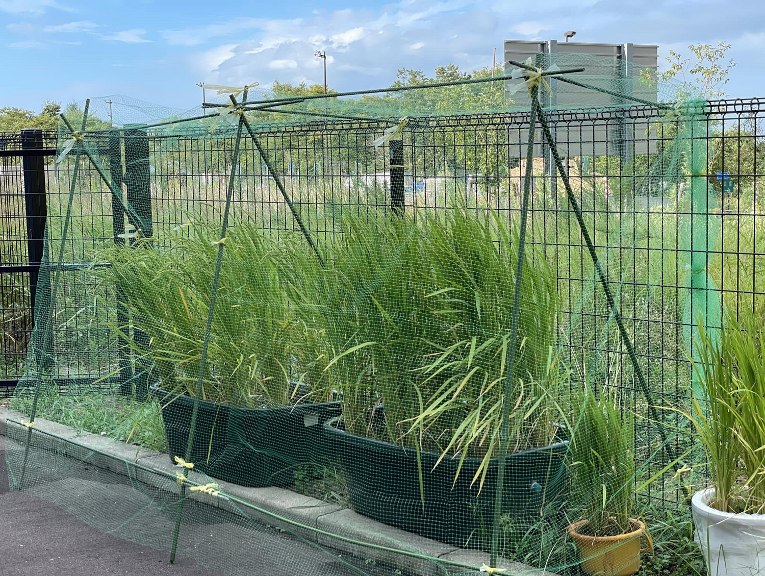 《天穗之咲稻姬》動畫化！先導PV 海報 聲優陣容公開