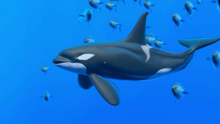 任天堂及開發商發布《無盡海洋:輝煌》預告片 任天堂及開發商發布《無盡海洋:輝煌》預告片