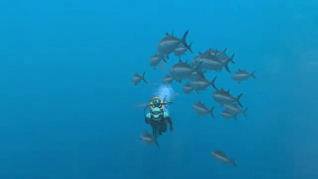 《永恆蔚藍:流光》“海洋之聲”預告 5月2日發售 《永恆蔚藍:流光》“海洋之聲”預告 5月2日發售